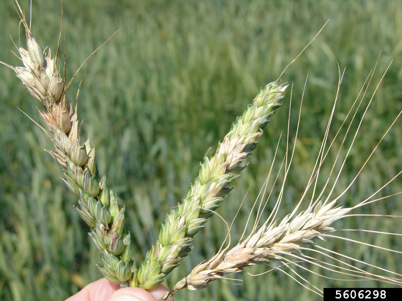 Figure 1. Wheat heads showing various degrees of FHB bleaching. G. J. Holmes, Strawberry Center, Cal Poly San Luis Obispo, Bugwood.org. 
